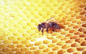 ruche avec alveoles et uene abeille dessus