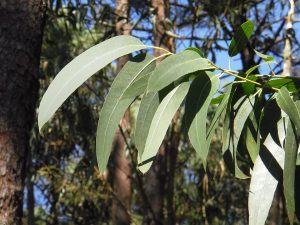 huile essentielle eucalyptus citronné