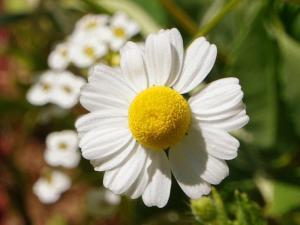 fleur de camomille
