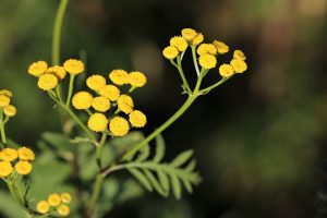 immortelle