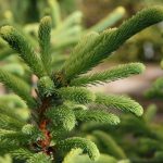 L'huile essentielle d’Épinette noire