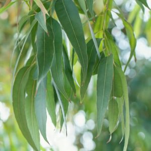eucalyptus radié